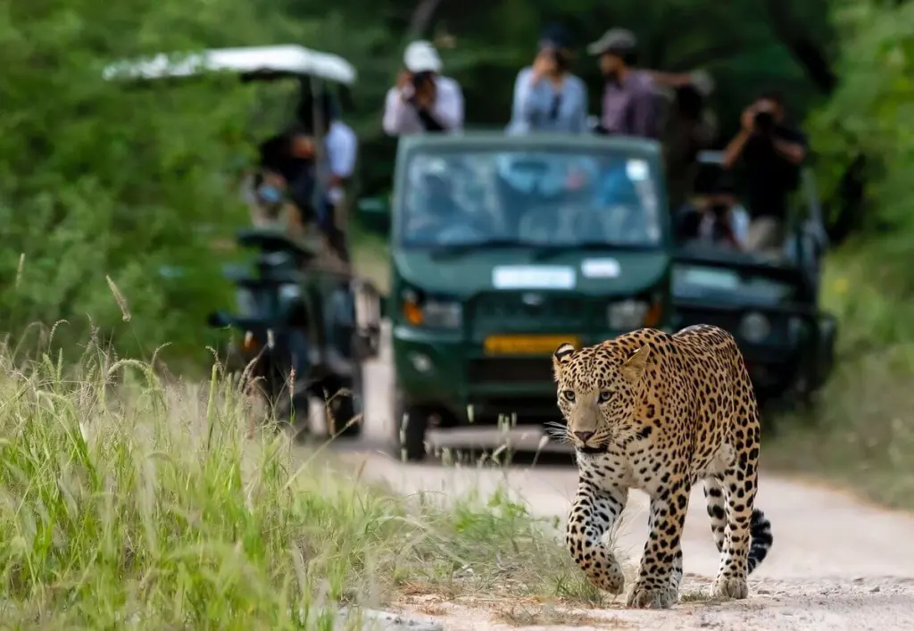 jawai leopard safari